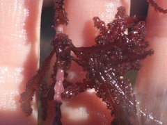 Neoptilota densa