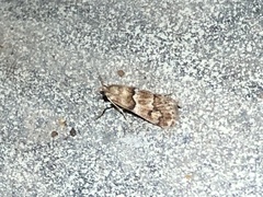 Noctueliopsis brunnealis