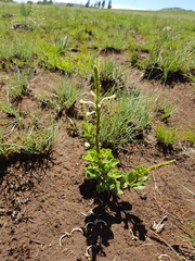 Chascanum hederaceum
