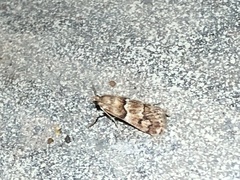 Noctueliopsis brunnealis