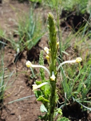 Chascanum hederaceum
