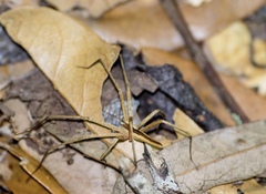 Pisaurina dubia