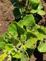 Chascanum hederaceum