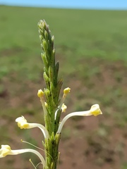 Chascanum hederaceum
