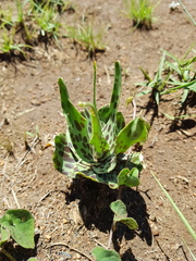 Ledebouria inquinata