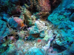 Monanchora arbuscula