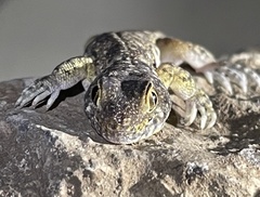 Ptenopus garrulus maculatus