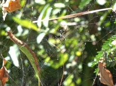 Nephila comorana
