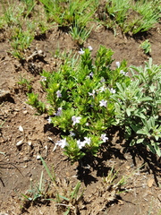 Dyschoriste costata