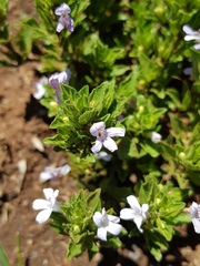 Dyschoriste costata