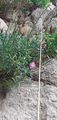 Dianthus rupicola