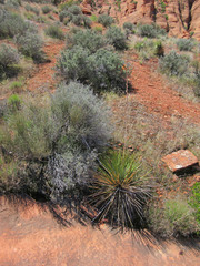Yucca angustissima angustissima