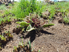 Brachystelma barberae