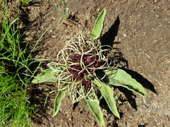 Brachystelma barberae