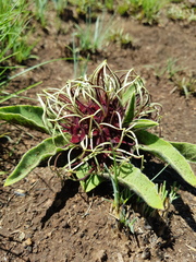 Brachystelma barberae