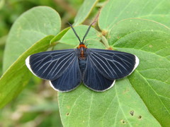 Melanchroia chephise