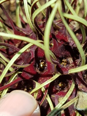 Brachystelma barberae