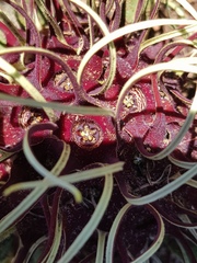 Brachystelma barberae