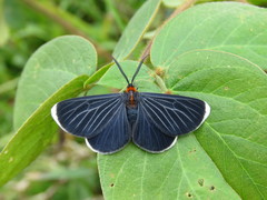Melanchroia chephise