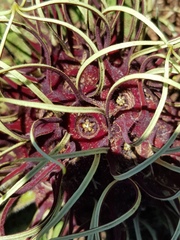 Brachystelma barberae