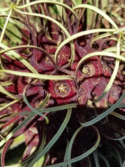 Brachystelma barberae