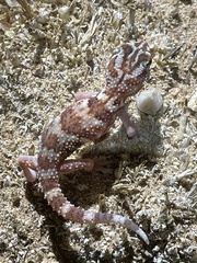 Chondrodactylus angulifer