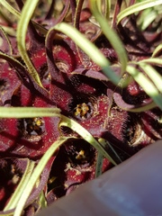 Brachystelma barberae