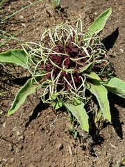 Brachystelma barberae