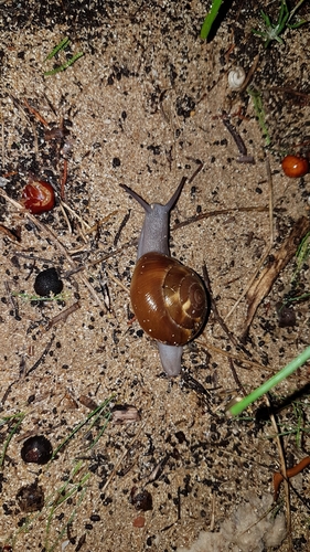 Zonites messenicus · iNaturalist