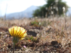 Malacothrix californica