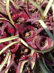 Brachystelma barberae