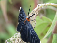 Melanchroia chephise