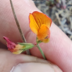 Lathyrus hierosolymitanus