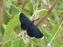 Melanchroia chephise
