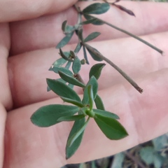 Lathyrus hierosolymitanus