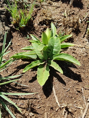 Brachystelma barberae