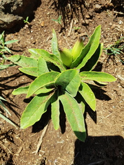 Brachystelma barberae