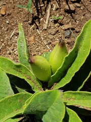 Brachystelma barberae