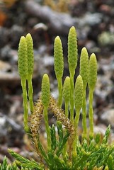 Diphasiastrum alpinum