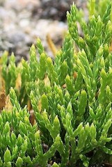 Diphasiastrum alpinum