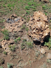 Brachystelma barberae