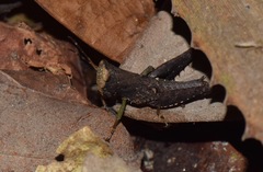 Maculiparia curtipennis