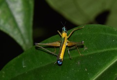 Eumastax