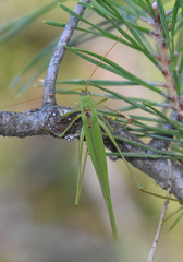 Phaneroptera falcata