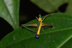 Eumastax