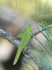 Phaneroptera falcata