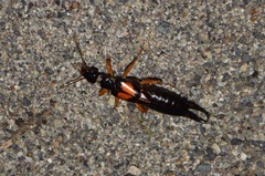 Carcinophora americana