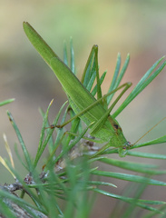 Phaneroptera falcata