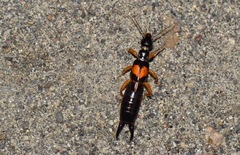 Carcinophora americana