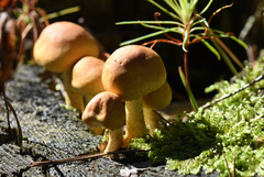Fungi